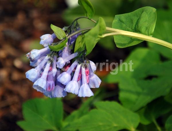 Blue blooms; Deciduous; North American Native