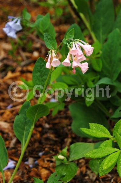 Blue blooms; Deciduous; North American Native