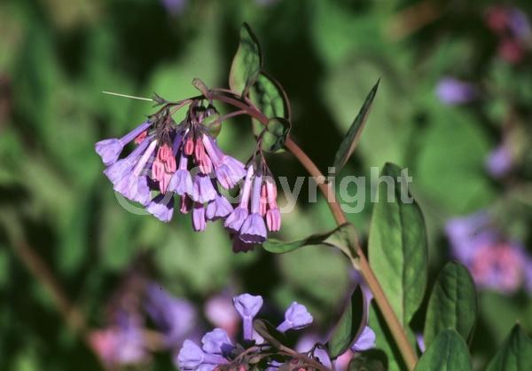 Blue blooms; Deciduous; North American Native