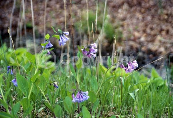Blue blooms; Deciduous; North American Native