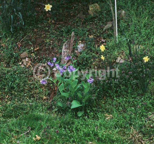 Blue blooms; Deciduous; North American Native