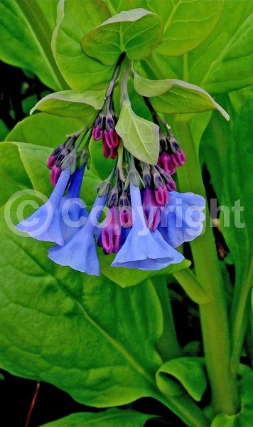 Blue blooms; Deciduous; North American Native