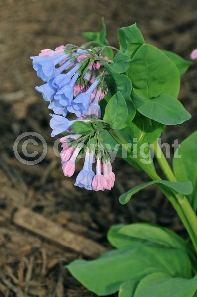 Blue blooms; Deciduous; North American Native