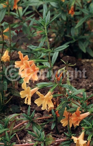 Orange blooms; Yellow blooms