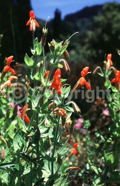 Red blooms; North American Native