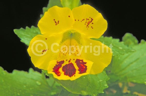 Yellow blooms; Evergreen; Needles or needle-like leaf