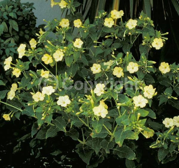 Red blooms; Yellow blooms; White blooms; Pink blooms