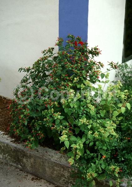 Red blooms; Yellow blooms; White blooms; Pink blooms