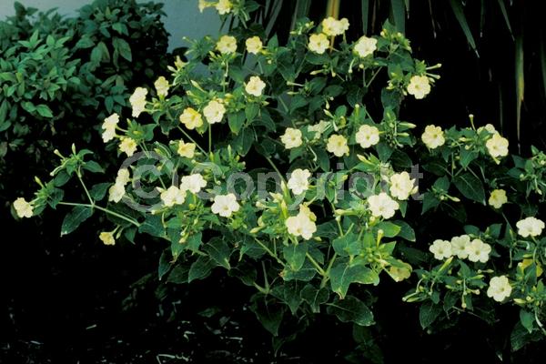 Red blooms; Yellow blooms; White blooms; Pink blooms
