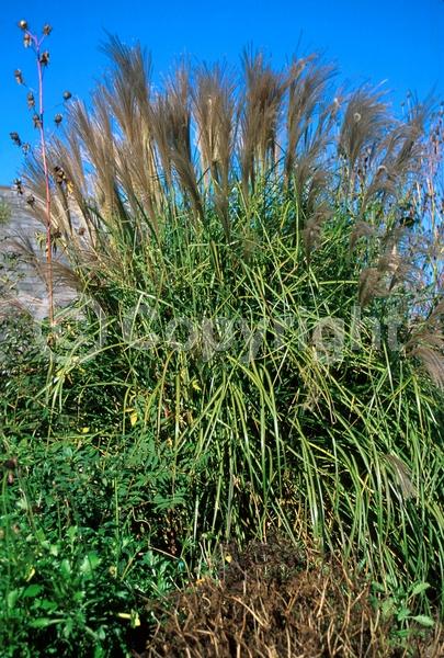 Pink blooms; Deciduous
