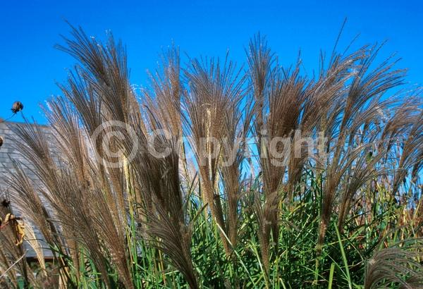 Pink blooms; Deciduous