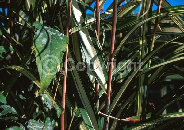 White blooms; Pink blooms; Deciduous