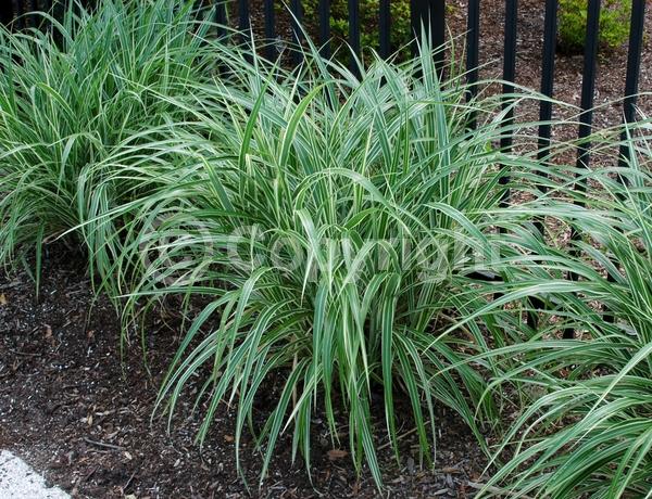 Pink blooms; Deciduous