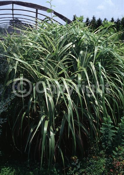Pink blooms; Deciduous
