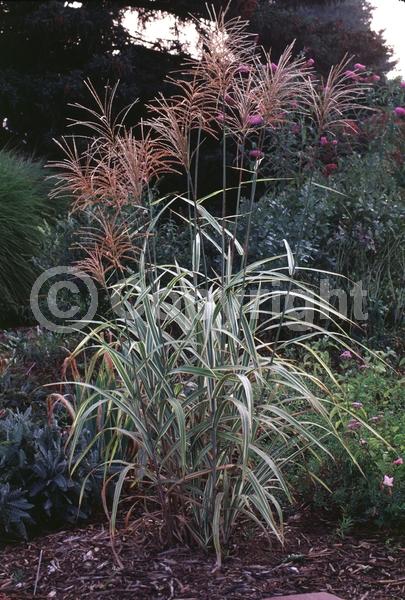 Pink blooms; Deciduous