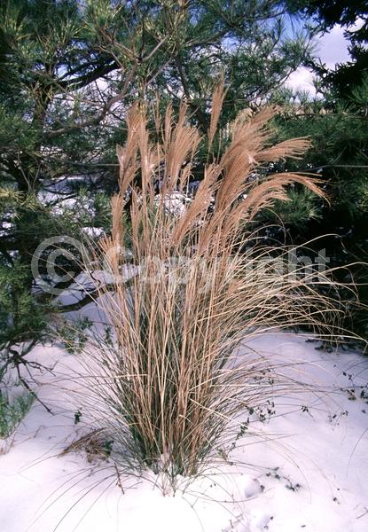 White blooms; Deciduous; Broadleaf