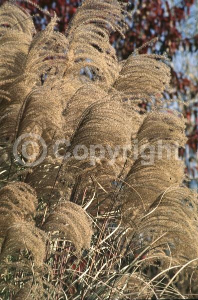 White blooms; Deciduous; Broadleaf