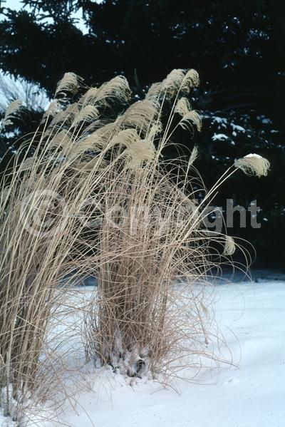White blooms; Deciduous; Broadleaf