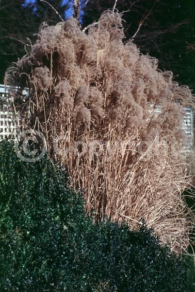 White blooms; Deciduous; Broadleaf