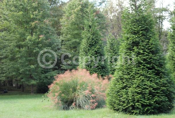 White blooms; Deciduous; Broadleaf