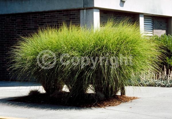 White blooms; Deciduous; Broadleaf