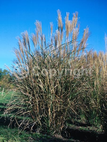 Yellow blooms; Deciduous
