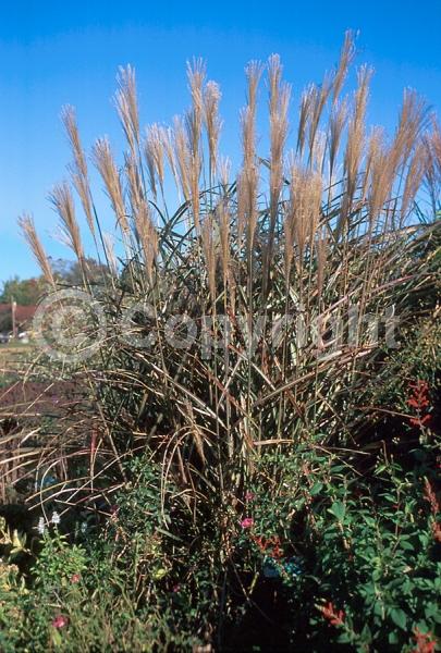 Yellow blooms; Deciduous