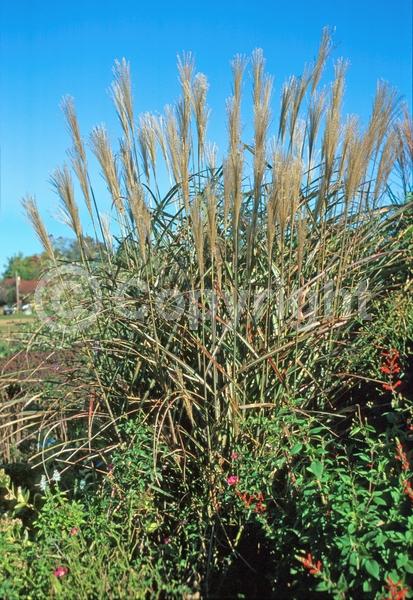 Yellow blooms; Deciduous