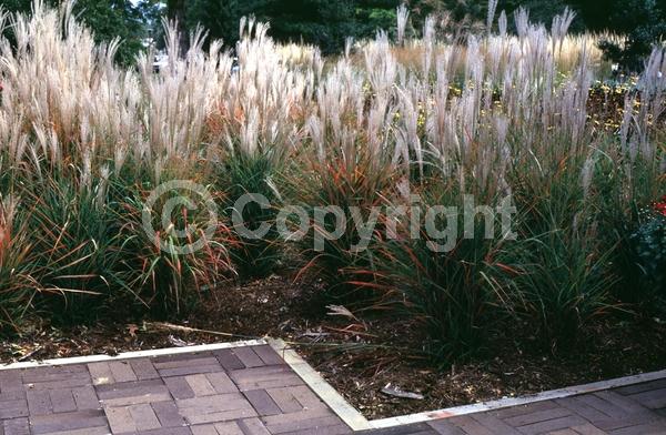 Pink blooms; Deciduous