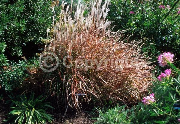 Pink blooms; Deciduous
