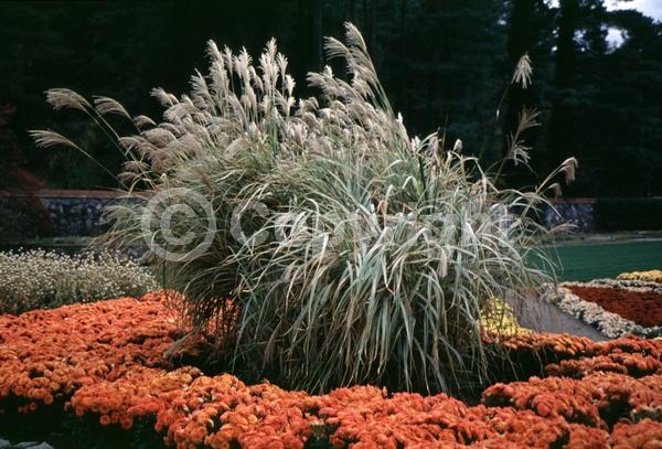 Red blooms; Pink blooms; Deciduous; Broadleaf