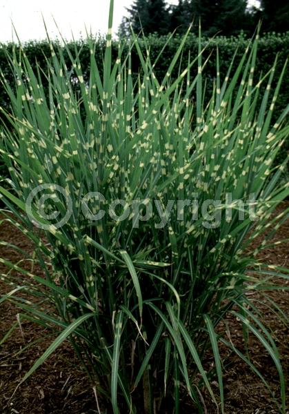 Red blooms; Semi-evergreen