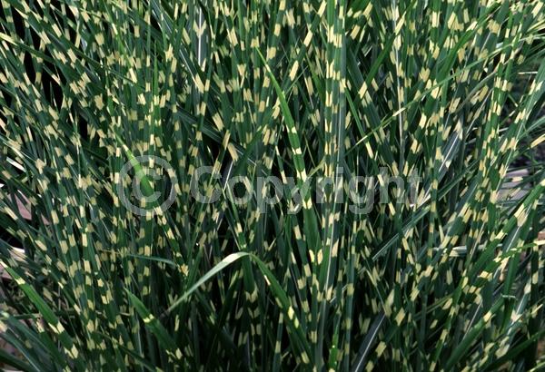 Red blooms; Semi-evergreen