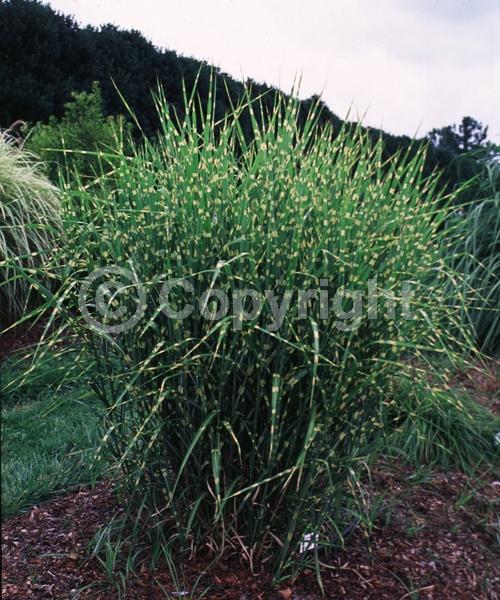 Red blooms; Semi-evergreen