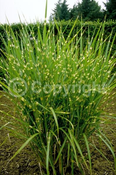 Red blooms; Semi-evergreen