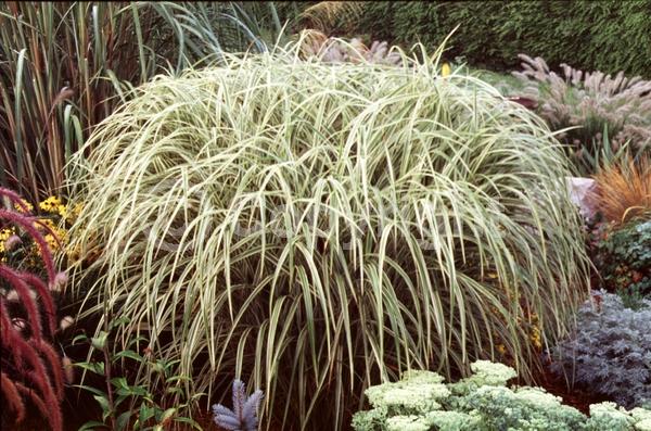 Pink blooms; Deciduous