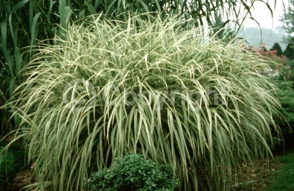 Pink blooms; Deciduous