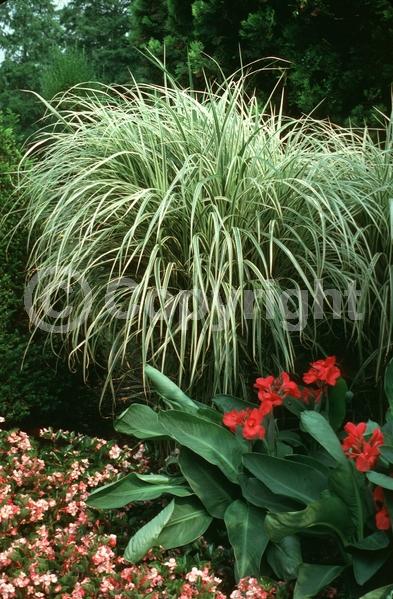 Pink blooms; Deciduous