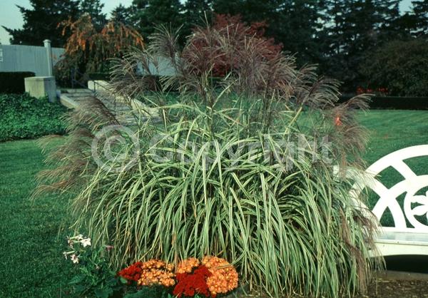 Pink blooms; Deciduous