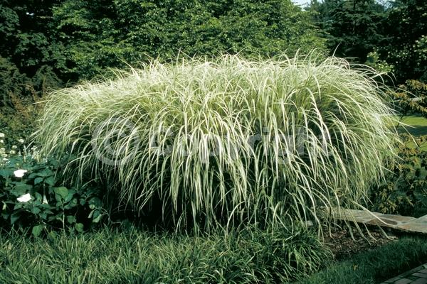 Pink blooms; Deciduous