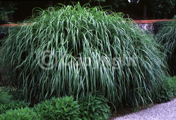 Pink blooms; Deciduous
