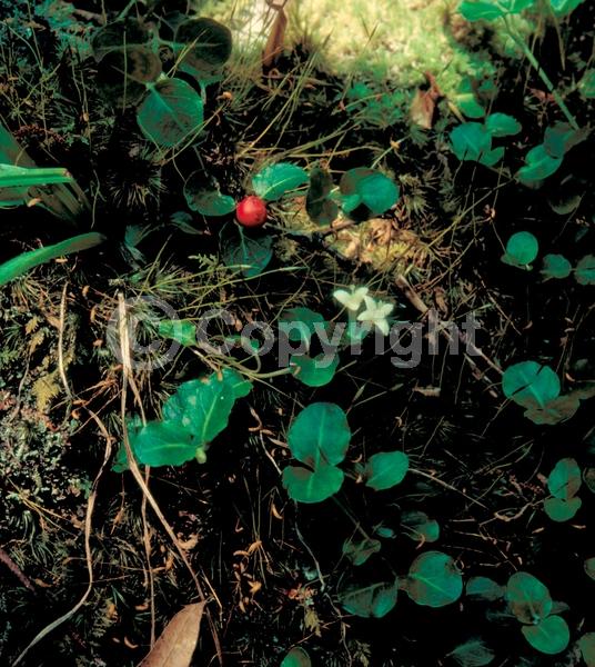 White blooms; Evergreen; Needles or needle-like leaf; North American Native