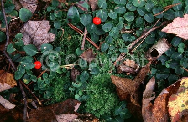 White blooms; Evergreen; Needles or needle-like leaf; North American Native