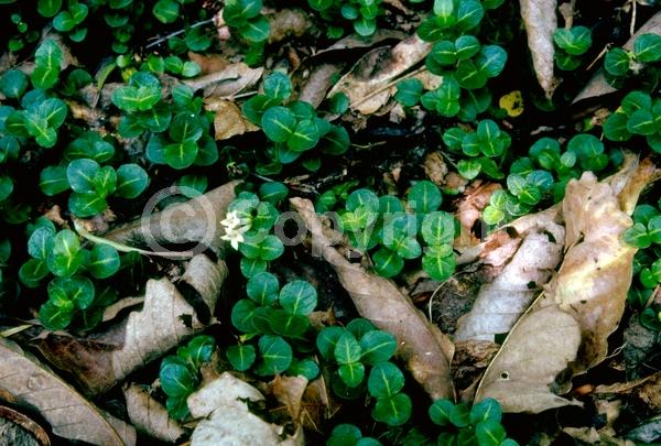 White blooms; Evergreen; Needles or needle-like leaf; North American Native
