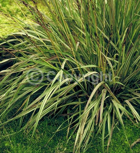 Purple blooms; Deciduous