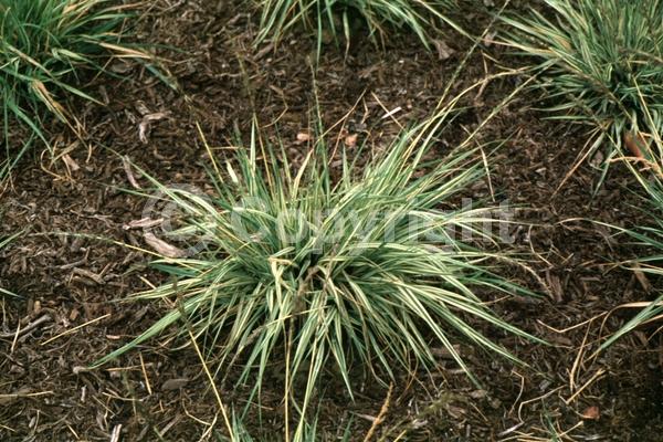 Purple blooms; Deciduous