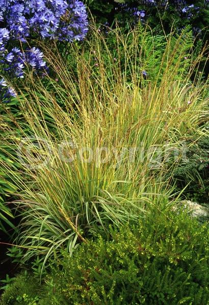 Purple blooms; Deciduous