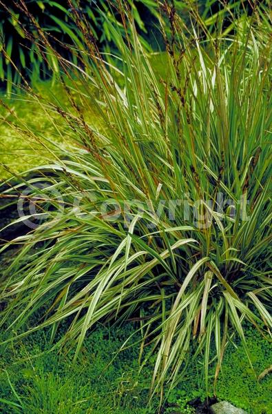 Purple blooms; Deciduous