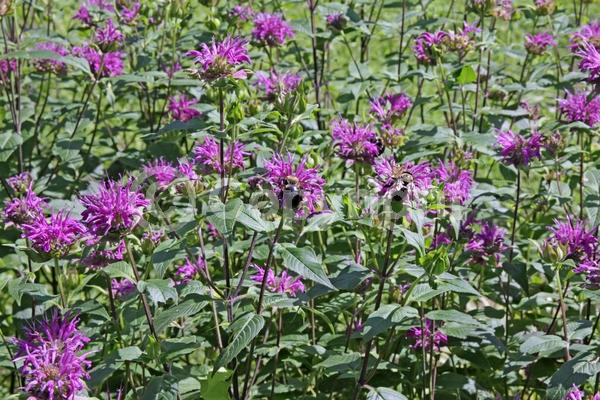 Purple blooms; Deciduous; Broadleaf; North American Native
