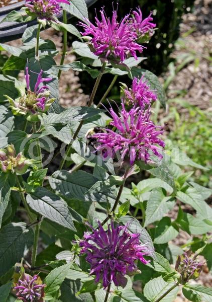Purple blooms; Deciduous; Broadleaf; North American Native
